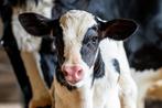 GEZOCHT : Zzp’er kalverhouderij, Starter, Overige vormen, Overige niveaus, Geschikt als bijbaan