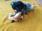 Lieve Kruising pup reutje van Friese Stabij X Labrador, Dieren en Toebehoren, Reu, CDV (hondenziekte), 8 tot 15 weken, Meerdere