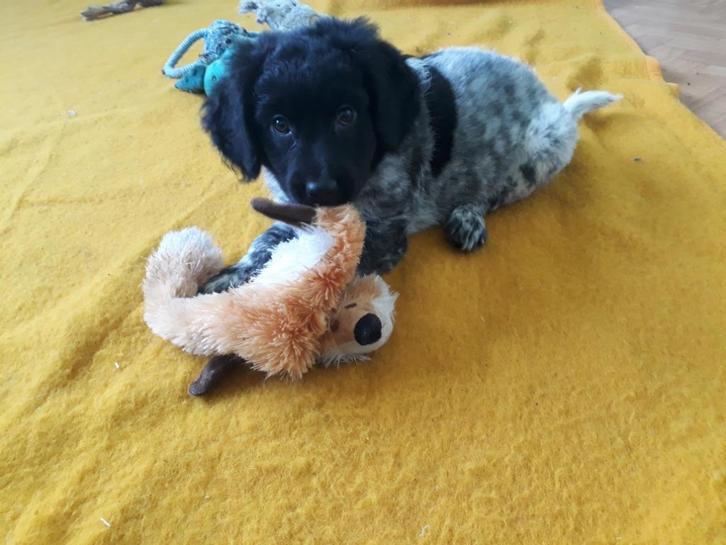 Lieve Kruising pup reutje van Friese Stabij X Labrador, Dieren en Toebehoren, Honden | Niet-rashonden, Middel, Reu, Fokker | Hobbymatig