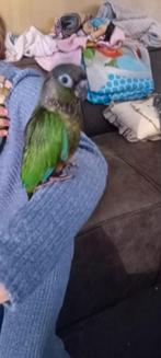 Nog 2 lieve tamme pyrhuras beschikbaar., Dieren en Toebehoren, Vogels | Parkieten en Papegaaien, Geslacht onbekend, Parkiet, Geringd