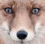 Canvas doek, Minder dan 50 cm, Nieuw, Ophalen of Verzenden, Schilderij