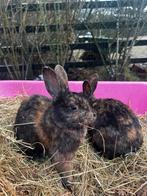 Rijnlander konijnen (kleurslag japanner), Dieren en Toebehoren, Mannelijk, Middelgroot, 0 tot 2 jaar