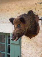 Fantastische grote kop van everzwijn taxidermie, Verzamelen, Dierenverzamelingen, Ophalen of Verzenden, Hert, Opgezet dier