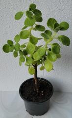 Plectranthus tomentosa., Ophalen, Overige soorten, Minder dan 100 cm