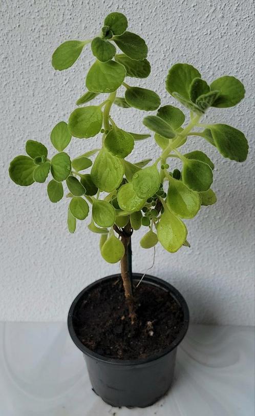 Plectranthus tomentosa., Huis en Inrichting, Kamerplanten, Overige soorten, Minder dan 100 cm, Ophalen