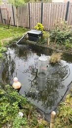 Ben op zoek naar vijver vissen, Goudvis(sen)