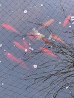 Goudvissen 10 stuks ongeveer, Dieren en Toebehoren, Goudvis(sen)