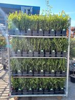 buxus vervanger, Ilex Caroline upright 35/40cm, Ophalen, Buxus, Minder dan 100 cm