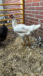 Maleier 2 vrouwen, Dieren en Toebehoren, Pluimvee, Vrouwelijk, Eend