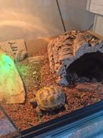 Schilpad + terrarium, Maart, Mannelijk