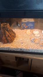 JUWEL-aquarium, Ophalen of Verzenden, Zo goed als nieuw, Leeg aquarium