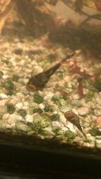 Ancistrus algeneter jonge, Dieren en Toebehoren, Vis