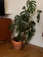 Monstera variegata 1.20 m hoog, Ophalen, 100 tot 150 cm, Overige soorten, Halfschaduw