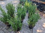 euonymus green spire, Tuin en Terras, Ophalen, Overige soorten, Minder dan 100 cm