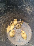 Loopeenden, Dieren en Toebehoren, Eend