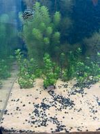 Juwel 350 compleet, Ophalen, Zo goed als nieuw, Gevuld zoetwateraquarium