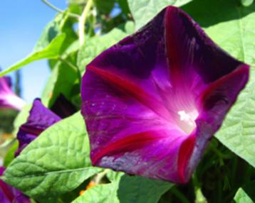 Ipomoea driekleurig Scarlet beschikbaar voor biedingen
