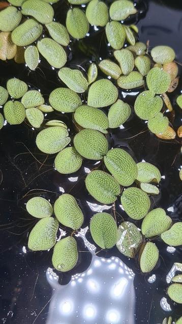 Aquariumplantjes beschikbaar voor biedingen