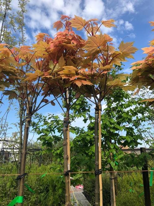 Acer Brilliantissimum op stam, Bolesdoorn, € 59,50, Tuin en Terras, Planten | Bomen, Bolboom, 100 tot 250 cm, Halfschaduw, Bloeit niet