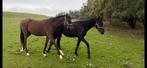 2 fantastische kwpn jaarlingen zoeken een goed plekje, Dieren en Toebehoren, Paarden, Merrie, Niet van toepassing, Dressuurpaard