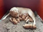 labrador puppys blond/foxred, CDV (hondenziekte), 8 tot 15 weken, Labrador retriever, Meerdere
