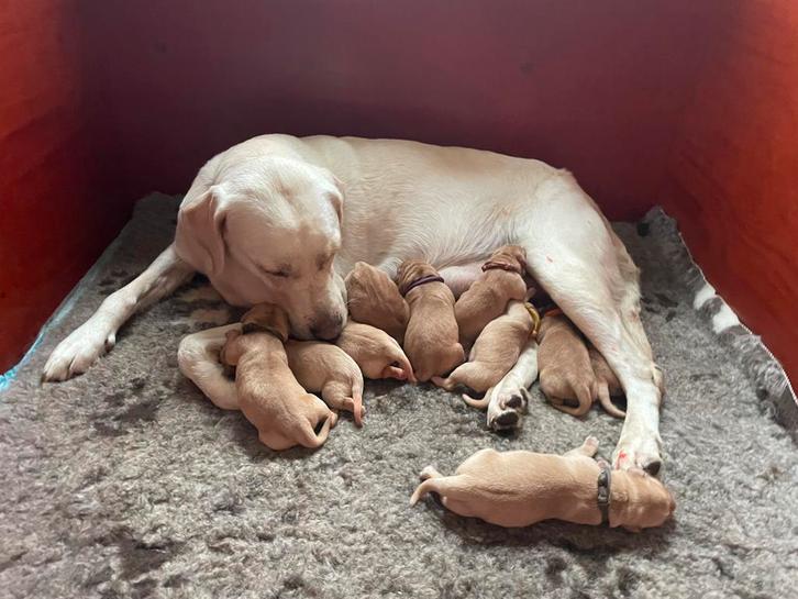labrador puppys blond/foxred, Dieren en Toebehoren, Honden | Retrievers, Spaniëls en Waterhonden, Meerdere dieren, Labrador retriever