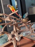 Javaboom weinig gebruikt, Parkiet