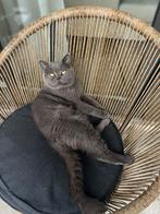 Dek Kater Britse Korthaar op zoek naar een liefdevol thuis!, Dieren en Toebehoren, Katten en Kittens | Overige Katten, Kater