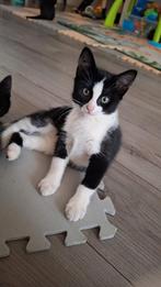 kitten, Poes, Kortharig, 0 tot 2 jaar