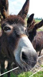 Twee bruine ezel dames, Dieren en Toebehoren, Overige Dieren, April, Vrouwelijk