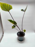 Colocasia Tea Cup hoogte 70 cm, Tuin en Terras, Planten | Tuinplanten, Ophalen of Verzenden