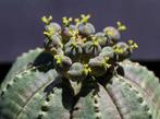 cactus - Euphorbia obesa, Ophalen of Verzenden, Cactus, Volle zon, Minder dan 100 cm