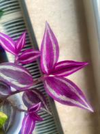 Tradescantia pink paradise, Ophalen of Verzenden, Overige soorten, Minder dan 100 cm