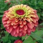 Zaden Zinnia Red Queen Lime, Tuin en Terras, Bloembollen en Zaden, Voorjaar, Verzenden, Volle zon