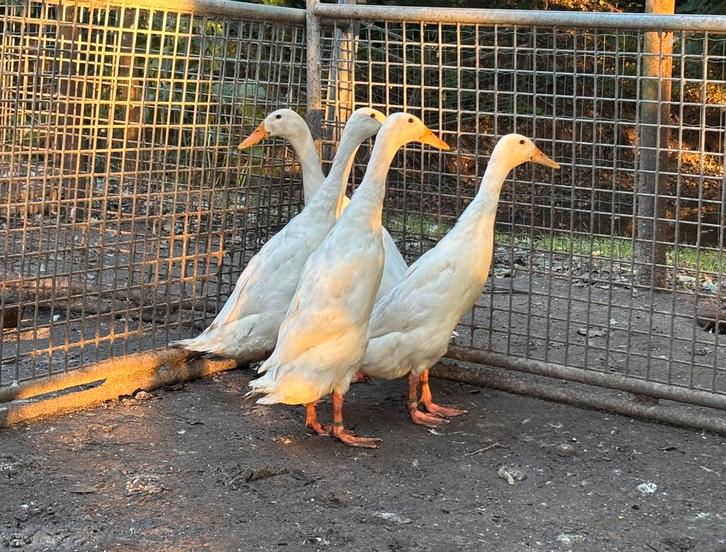 Witte Indische loopeenden te koop, allen vrouwelijk, Dieren en Toebehoren, Pluimvee, Eend, Vrouwelijk