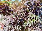 Acer palmatum Skeeters Broom - Japanse rode Esdoorn te koop!, In pot, Bloeit niet, Halfschaduw, 100 tot 250 cm