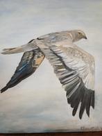 Grauwe Kiekendief, Ophalen of Verzenden