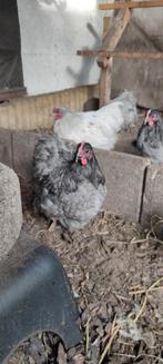 Gratis grijze krielhaantjes., Dieren en Toebehoren, Mannelijk, Kip