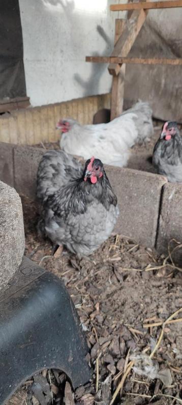 Gratis grijze krielhaantjes. beschikbaar voor biedingen