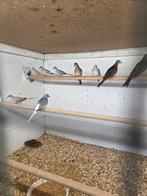 Diamant duiven, Meerdere dieren, Overige soorten