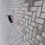 Superlieve black and tan  reu van  9  12 week oud, Dieren en Toebehoren, Honden | Jack Russells en Terriërs, Jack Russell Terriër