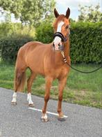 D pony Ruin te koop., Dieren en Toebehoren, Pony's, Gechipt, Ruin, Zadelmak, 3 tot 6 jaar