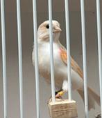 Mooie jonge kanarie pop 2025, Dieren en Toebehoren, Vogels | Kanaries, Vrouwelijk, Kleurkanarie