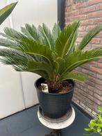 Cycas Revoluta, Ophalen, Overige soorten, Volle zon