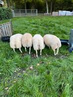 Texelaars stamboek rammen, Dieren en Toebehoren, Mannelijk, Schaap