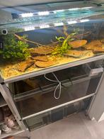 Stelling, Dieren en Toebehoren, Vissen | Aquaria en Toebehoren, Ophalen of Verzenden, Gebruikt