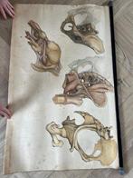 Anatomie Poster, Antiek en Kunst, Antiek | Schoolplaten, Ophalen, Natuur en Biologie