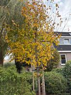 Leilinde, Tuin en Terras, Planten | Bomen, Ophalen, Volle zon, Overige soorten