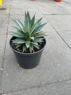 Agave Shaka Zulu, Ophalen of Verzenden, Overige soorten, Minder dan 100 cm
