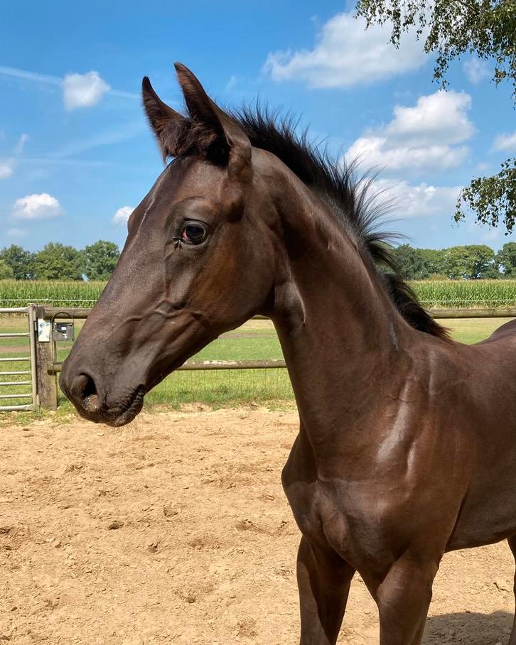 Talent voor de toekomst!!, Dieren en Toebehoren, Paarden, Hengst, Niet van toepassing, 0 tot 2 jaar, Dressuurpaard, Met stamboom